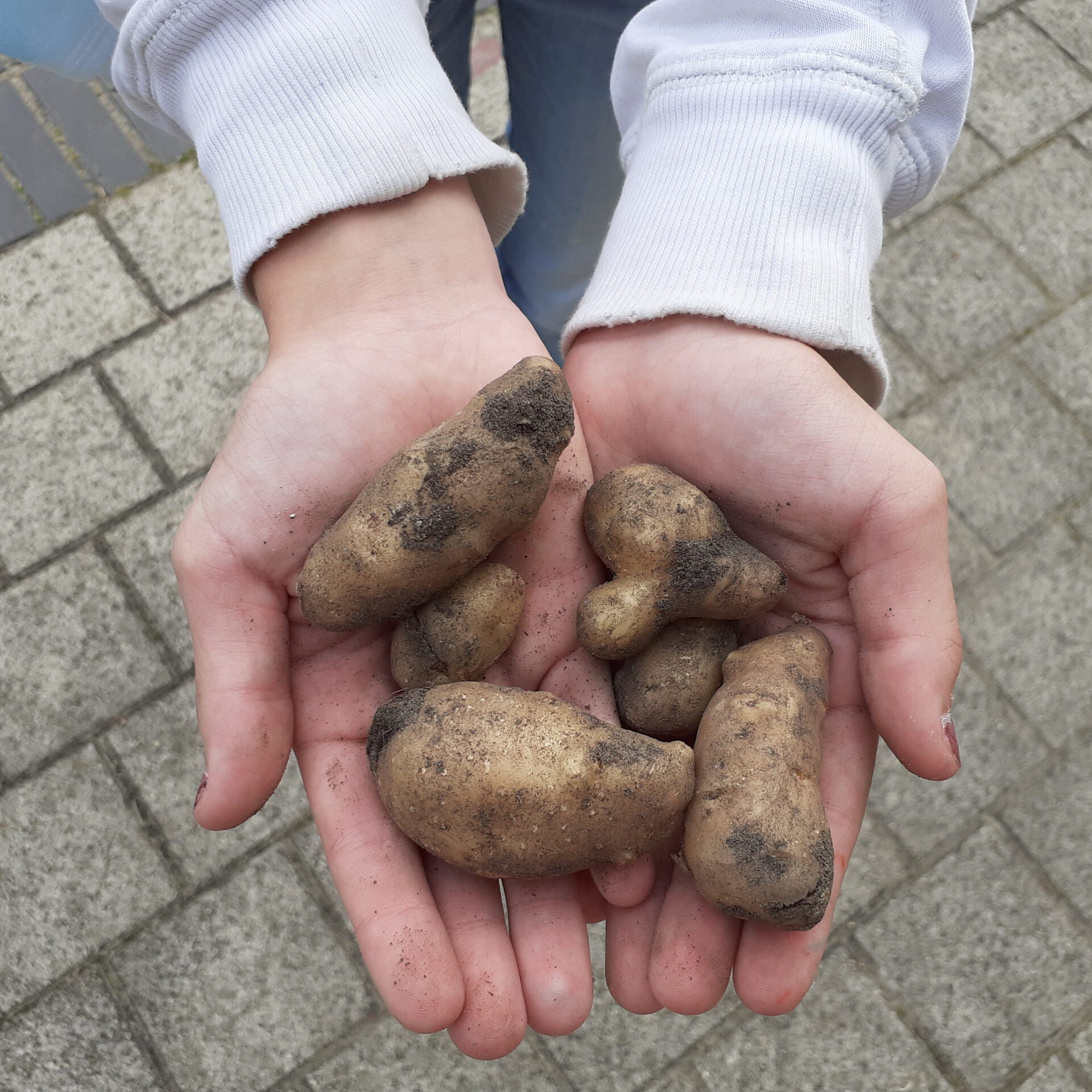 Zwei Hände mit kleinen Kartoffeln