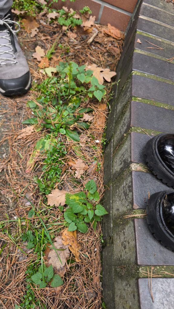 Kräuter auf dem Weg